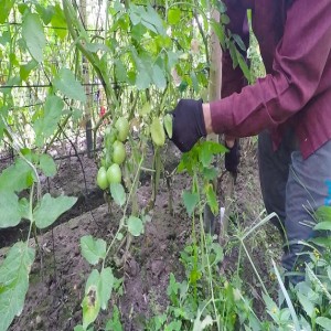 Managing tomato late blight (Summary)