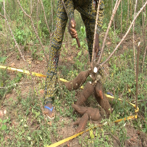 Comment estimer le rendement du manioc