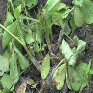 Root and stem rot in groundnut (Summary)