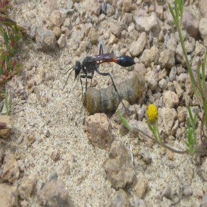 The wasp that protects our crops (Summary)