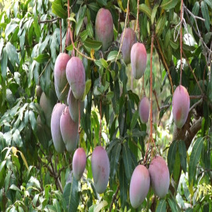 Proper handling of mangoes at harvest (Summary)