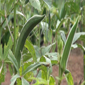 Taking care of okra (Summary)