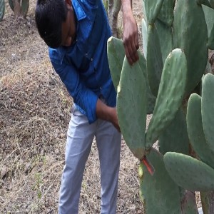 Cactus inerme comme fourrage