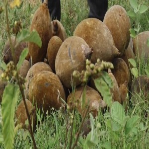 Proper handling of baobab fruits at harvest (Summary)