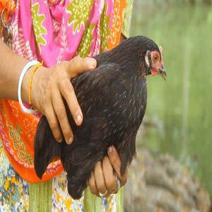 Augmenter la production de poulets locaux