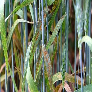 Gestion des maladies de la rouille du blé et de l’orge