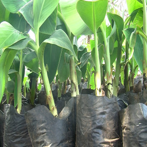 Produire des rejets sains de plantain et de banane douce