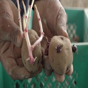 Gestion des pommes de terre de semence