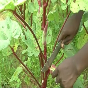 Récolte et conservation du gombo
