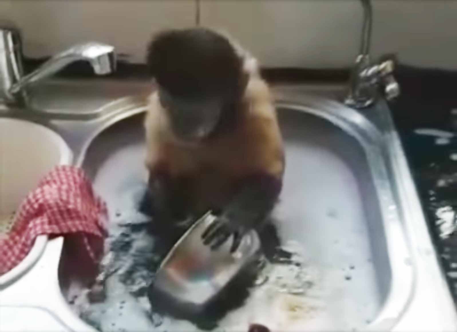 "Monkee Wash, Donkey Rinse"