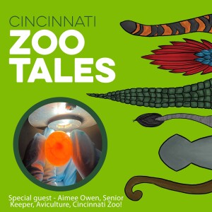 Aimee Owen, Cincinnati Zoo