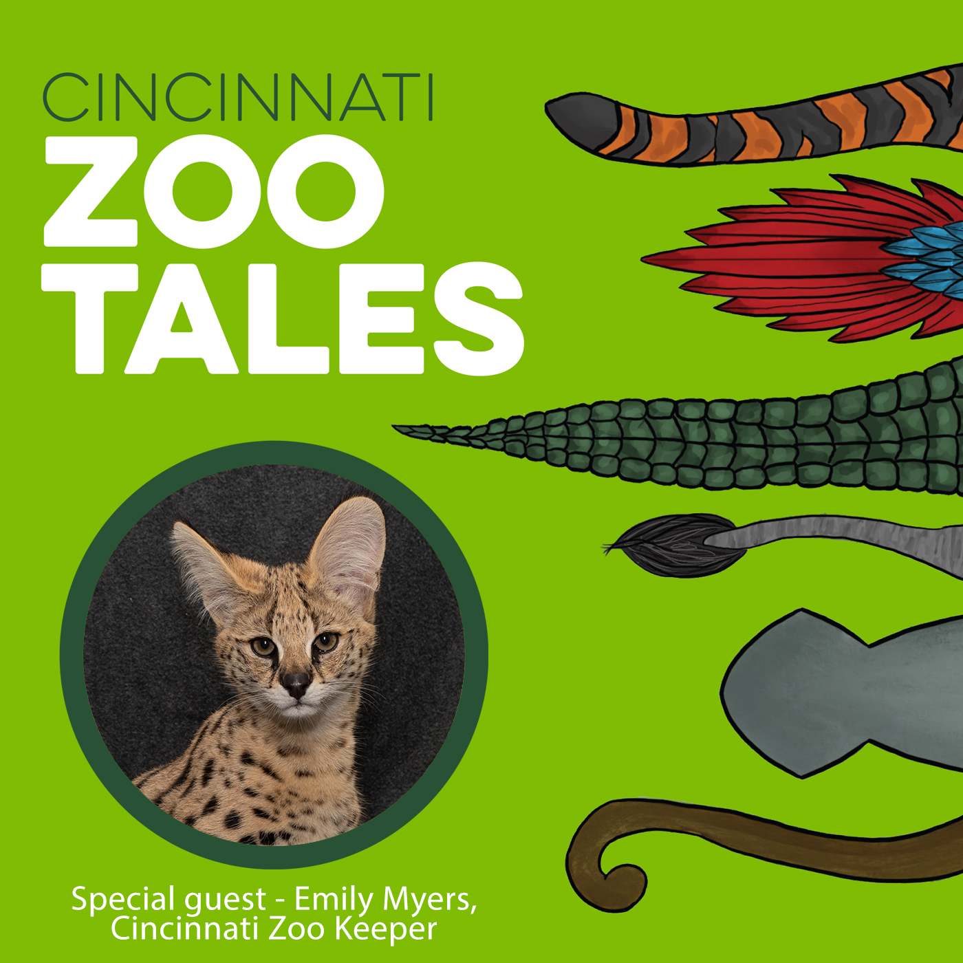 The Adventures of Teddy Roosevelt (the Serval!)
