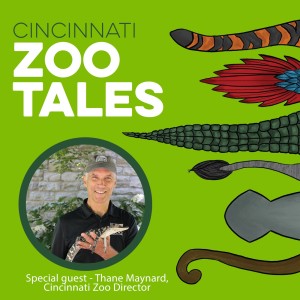 Thane Maynard, Cincinnati Zoo