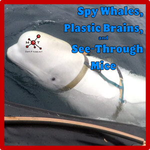 Spy Whales, Plastic Brains, and See-Through Mice