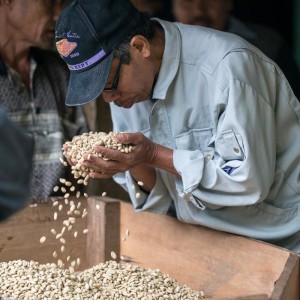 Episode 601: Sulawesi Tana Toraja Kalosi A Washed