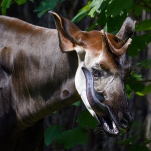 Tonkapi, of beter, de tong van de okapi