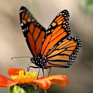 De monarchvlinder, een wonder der natuur