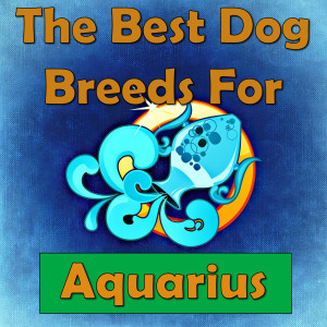 Dogs That Are Good For Aquarians (Zodiac)