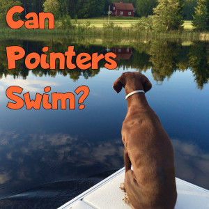 Can Pointer Dogs Swim?