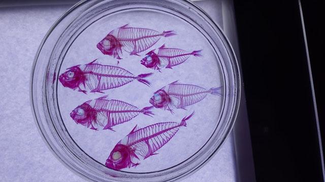 Are Biblical End Times Here? Did God Make Coronavirus Pandemic Happen?