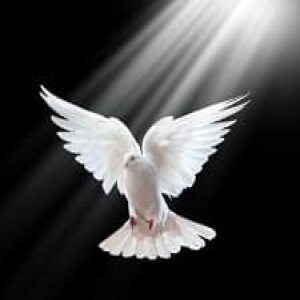 THE ADVOCATE, pt 2: Abounding Fruitfulness, pt. 6