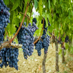 THE VINE AND THE BRANCHES: Abounding Fruitfulness, part 9