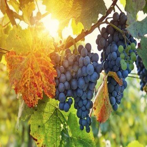 ABOUNDING FRUITFULNESS: JESUS' LAST SUPPER SERMON