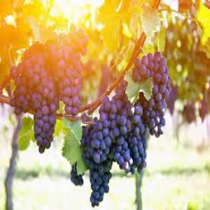 GOOD FRUIT, AND MORE GOOD FRUIT: Abounding Fruitfulness, pt. 10
