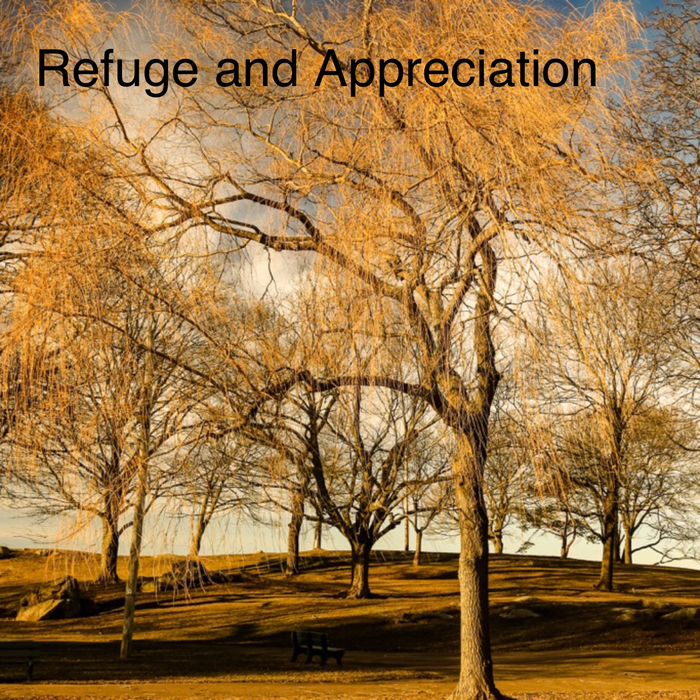 Refuge and Appreciation thumbnail