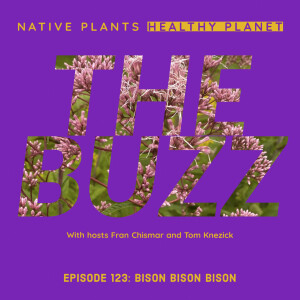 The Buzz - Bison Bison Bison