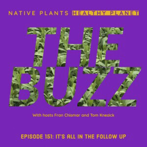 The Buzz - It’s All In Follow Up