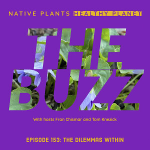 The Buzz - The Dilemmas Within