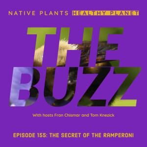 The Buzz - The Secret of The Ramperoni