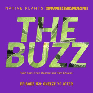 The Buzz - Sneeze Ya Later