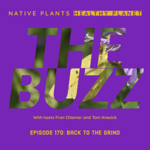 The Buzz - Back to the Grind