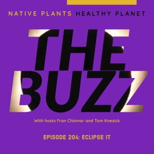 The Buzz - Eclipse It