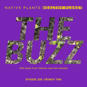 The Buzz - Crunch Time