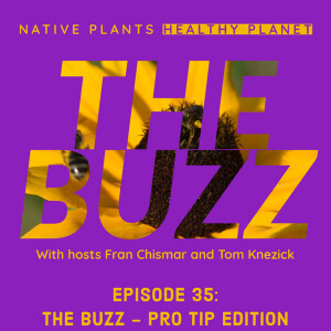 The Buzz - Pro Tip Edition