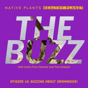 The Buzz - Buzzing about Graminoids