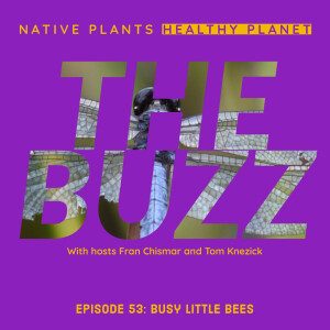 The Buzz - Busy Little Bees
