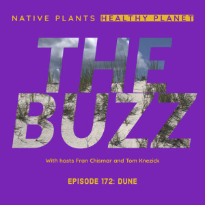 The Buzz - Dune