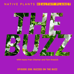 The Buzz - Buzzed on the Buzz