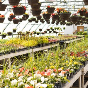 Tips To Grow On with Master Gardener Elisabeth Mollica 10-13-22