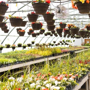 Tips To Grow On with Master Gardener Elisabeth Mollica 11-10-22
