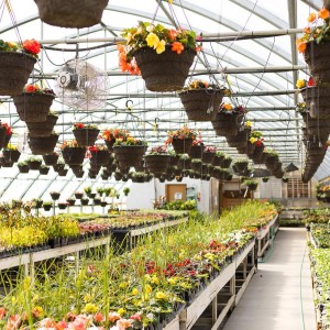 Tips To Grow On with Master Gardener Elisabeth Mollica 11-3-22