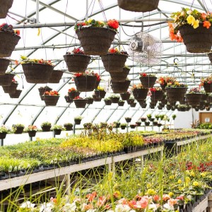 Tips To Grow On with Master Gardener Elisabeth Mollica 9-29-22