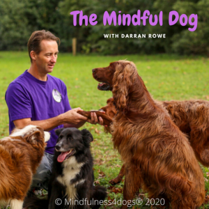 The Mindful Dog - 15/04/20 - EP27. Guest - Louise O'Sullivan - Dog Daycares