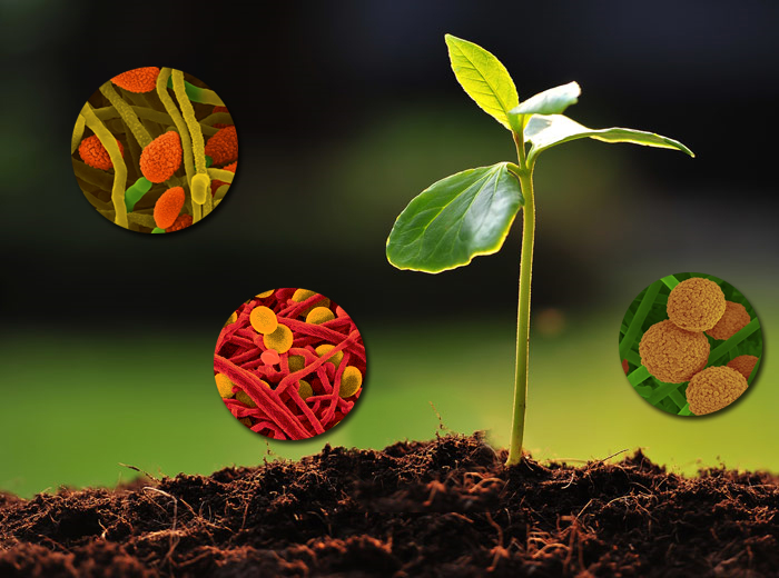 Biostimulants – Emerging As an Essential Component in Sustainable Agricultural