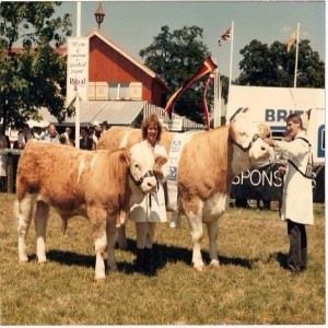 23 - The Continentals - The Simmental Breed