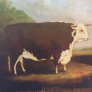 50 - History of Native Breeds - Hereford Cattle - Part 1